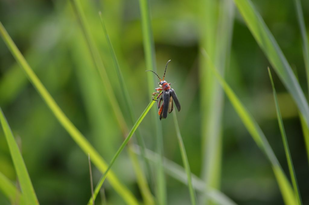 Cantharidae: Cantharis rustica